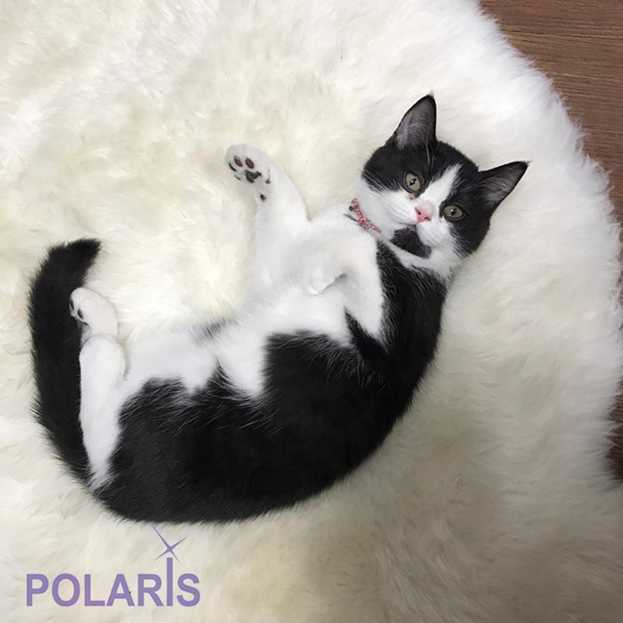 סיאול Polaris Guesthouse Garosugil מראה חיצוני תמונה